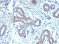 BAP1 Antibody (BAP1/2433) - Azide and BSA Free, Novus Biologicals 100 &mu;g | Buy Online | Novus Biologicals | Fisher Scientific